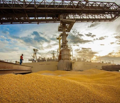 Segundo a Faesc, a saída será ampliar as importações de milho da Argentina e fazer prosperar a Rota do Milho, que ligará o oeste de Santa Catarina ao Paraguai. Foto: Cláudio Neves/APPA