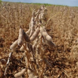 Com o resultado, a soja assumiu pela primeira vez em um censo agropecuário a liderança no valor de produção, desbancando a cana-de-açúcar – Foto: Carlos Lásaro