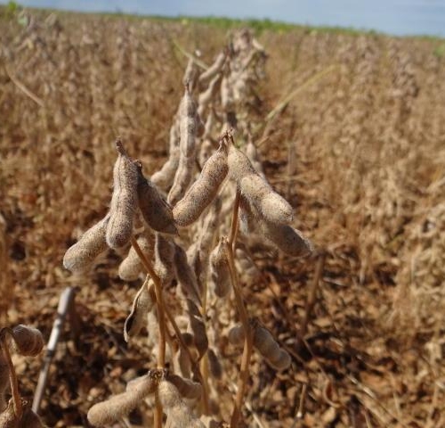 Com o resultado, a soja assumiu pela primeira vez em um censo agropecuário a liderança no valor de produção, desbancando a cana-de-açúcar – Foto: Carlos Lásaro