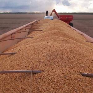 Os trabalhos de campo estão atrasados já que no mesmo período do ano passado, a colheita estava em 2,1%. Foto: Pedro Silvestre/ Canal Rural