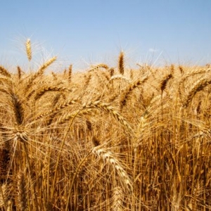 Foto: Confederação da Agricultura e Pecuária do Brasil