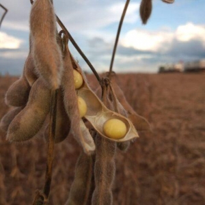 Com boa luminosidade e chuva em volume adequado, Mato Grosso e o sudoeste de Goiás devem superar os recordes de produtividade de soja da safra 2017/2018. Foto: Pedro Silvestre/ Canal Rural